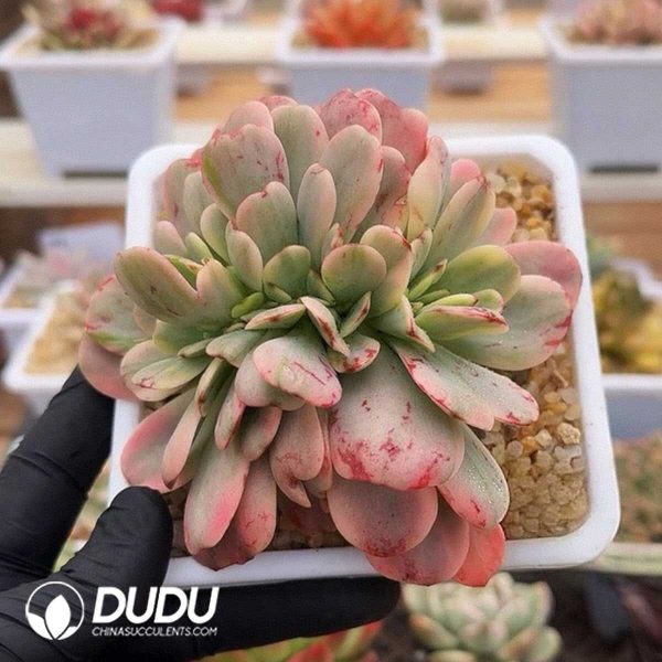 Echeveria Variegated 0903-13 - Image 1