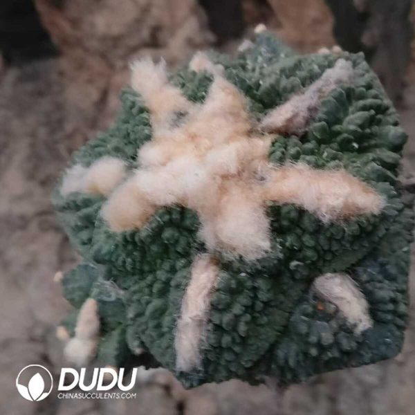 (Grafted)Ariocarpus fissuratus Godzilla - Image 1