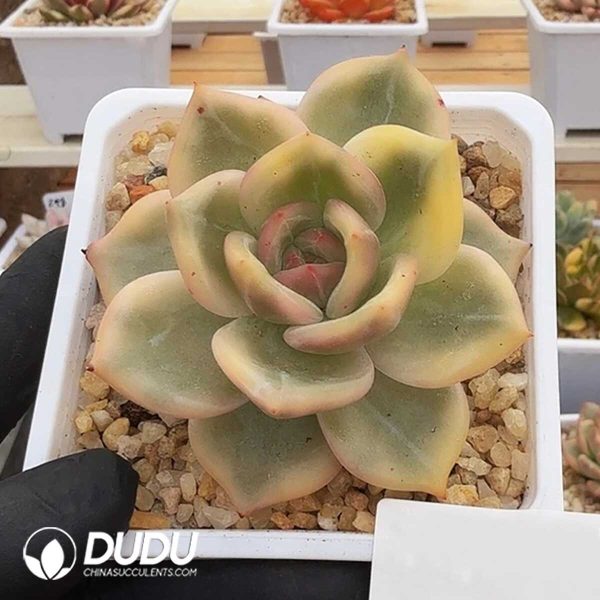 Echeveria Elizabeth Variegated - Image 1