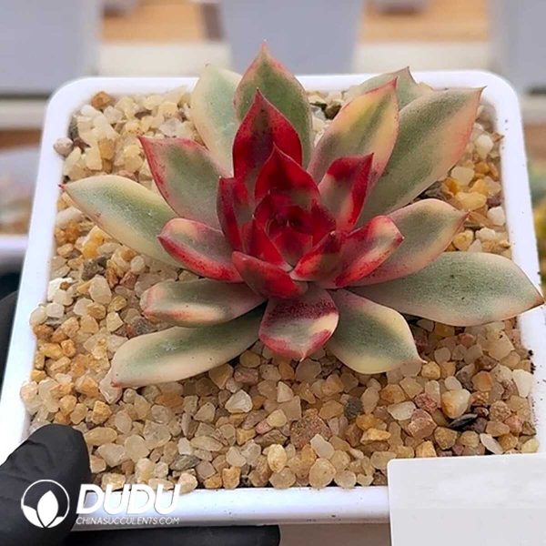 e201-351.jpg Echeveria Flaming Mountain Variegated - Image 1