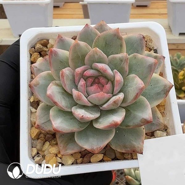 e201-352.jpg Echeveria Blue Bird Variegated - Image 1