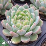 Echeveria Snow Jenny