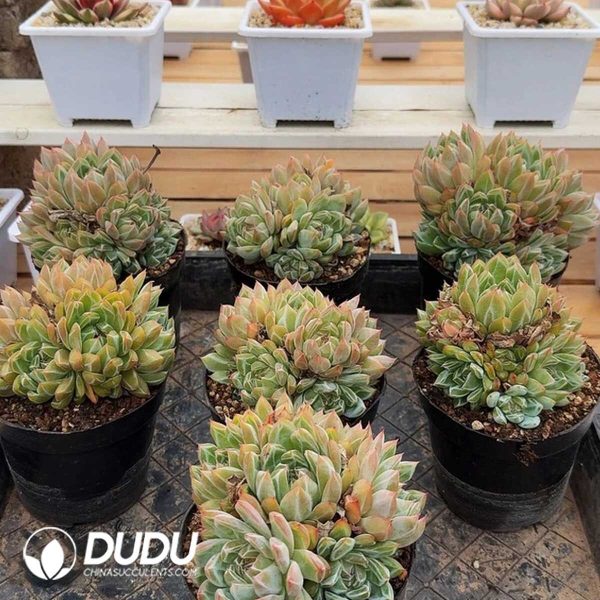 Echeveria Snow Jenny Clustering - Image 1