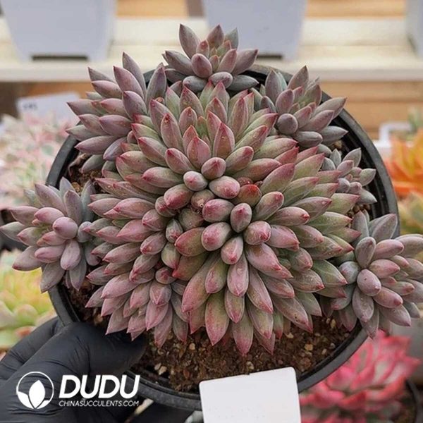 Pachyphytum Cherry Clustering - Image 1