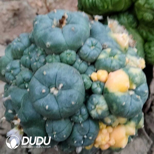 (Grafted)Lophophora williamsii f. cristata - Image 1