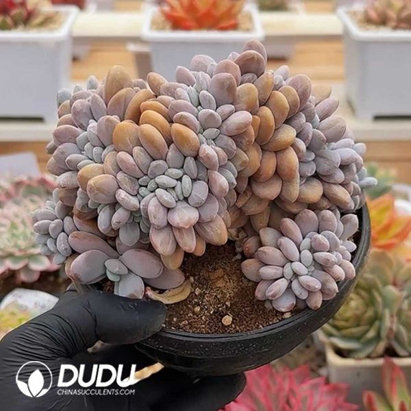 Graptoveria Pink Bunny Cristata - Image 1
