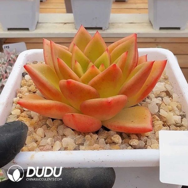 e201-361.jpg Echeveria Gold Powder - Image 1