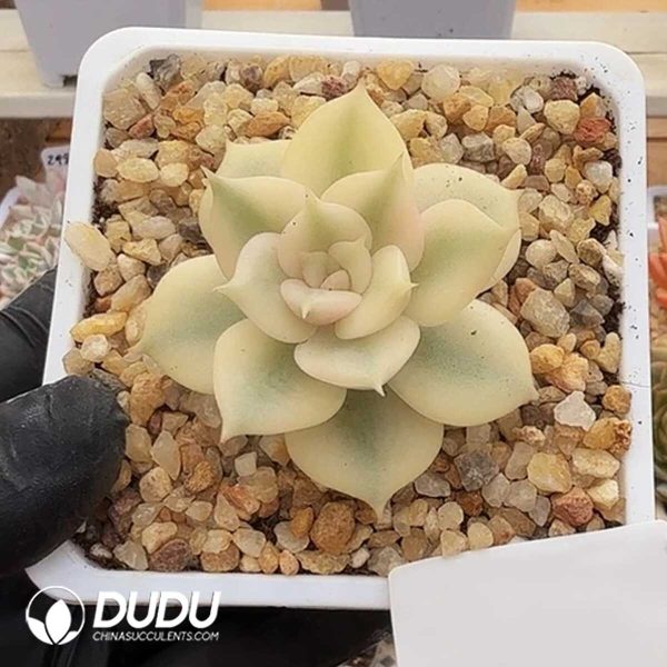 e201-362.jpg Echeveria Lake Baikal Variegated - Image 1