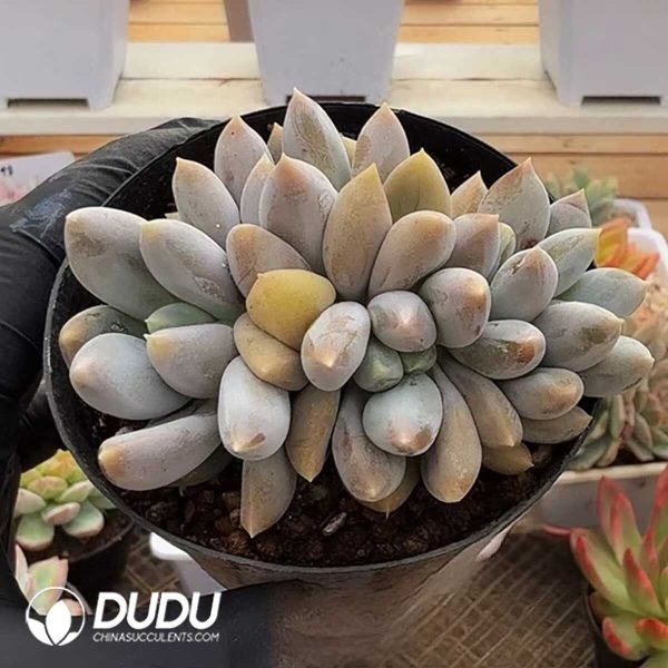 Pachyphytum Gothic Lolita Clustering - Image 1