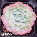 Echeveria Puffed Tulle Skirt