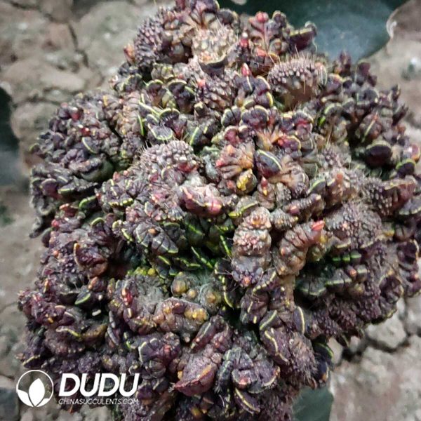 (Grafted)Mammillaria Bocasana Monstrose - Image 1