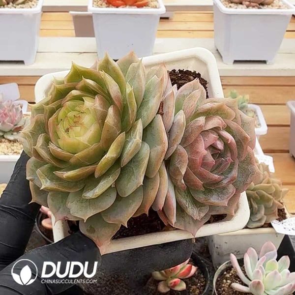 e201-370.jpg Echeveria Glass Lamp Double Head - Image 1