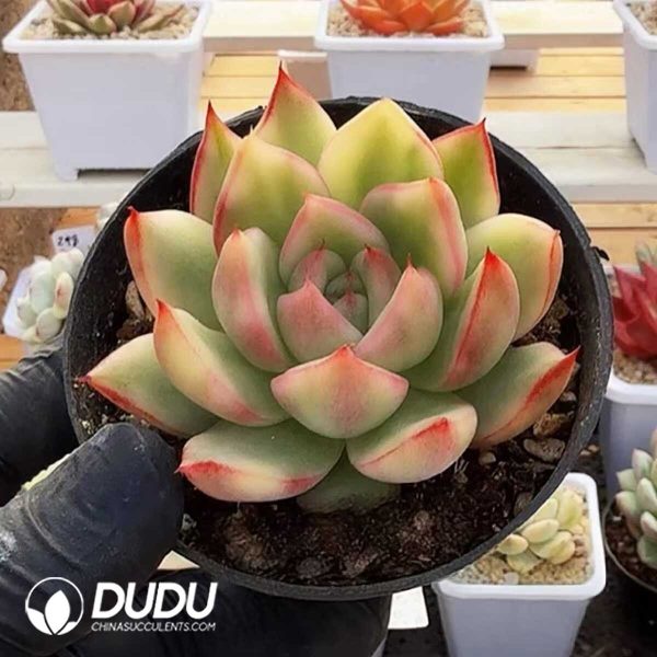 Echeveria Pink Maria Variegated - Image 1