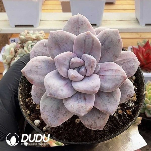 e201-372.jpg Echeveria Silver Craze - Image 1