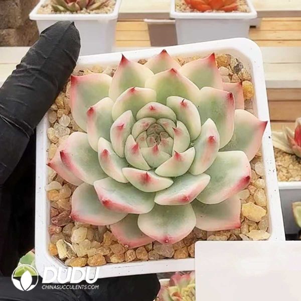 Echeveria Chihuahuaensis Variegated - Image 1