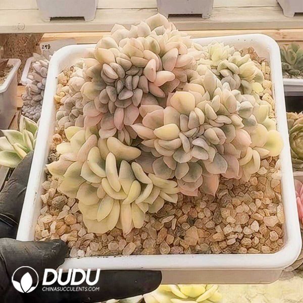 e201-376.jpg Echeveria Cubic Frost Variegated Cristata - Image 1