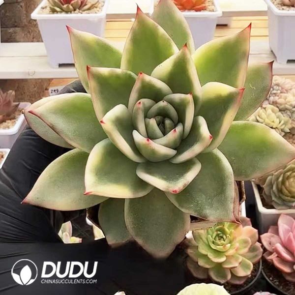 e201-377.jpg Echeveria Marilyn Variegated - Image 1