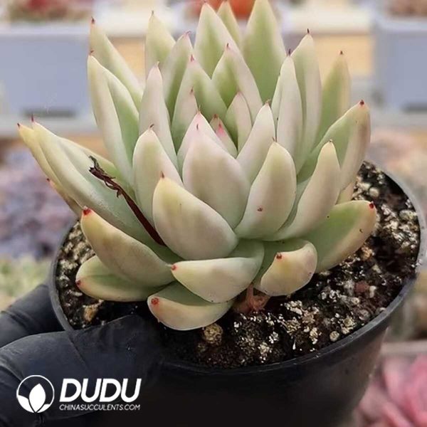 e201-378.jpg Echeveria Bloody Maria variegata - Image 1