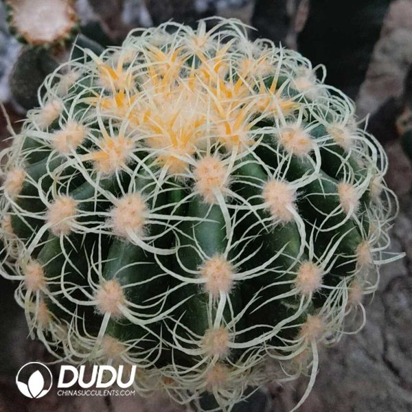 (Grafted)Echinocactus Grusonii - Image 1