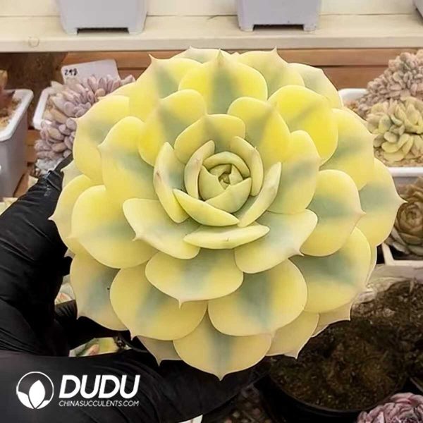 e201-380.jpg Echeveria cv Blue Elf Variegated - Image 1