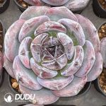 Echeveria Black Orange Monstrose