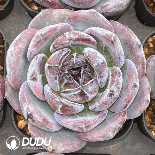 e201-381.jpg Echeveria Black Orange Monstrose - Image 1