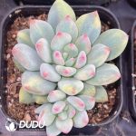 Pachyphytum Lovely Finger Variegated
