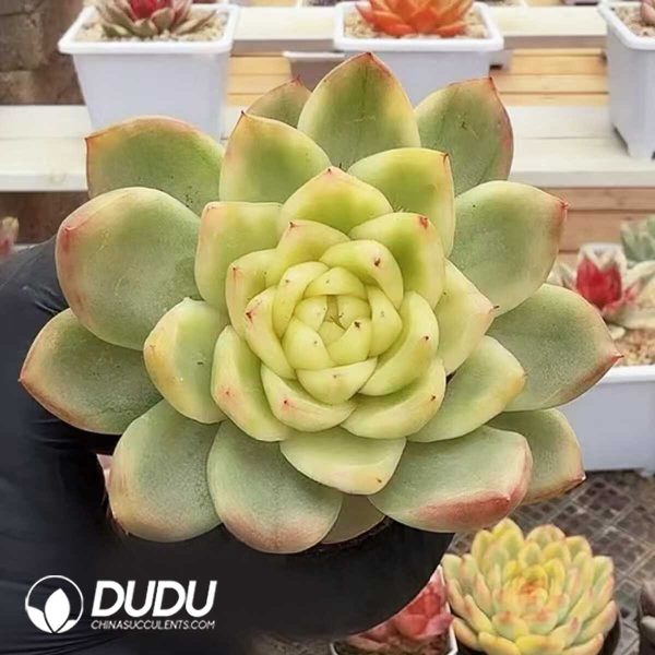 Echeveria Crystal Jenny Variegated - Image 1