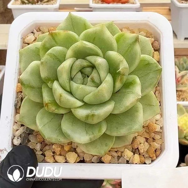 e201-385.jpg Echeveria Small Buns Variegated - Image 1