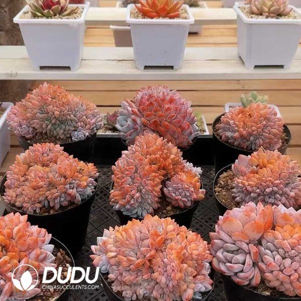 e201-386.jpg Echeveria Monroe Cristata - Image 1