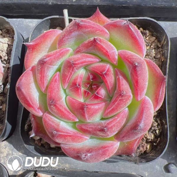 e201-389.jpg Echeveria Lola (3 pcs) - Image 1