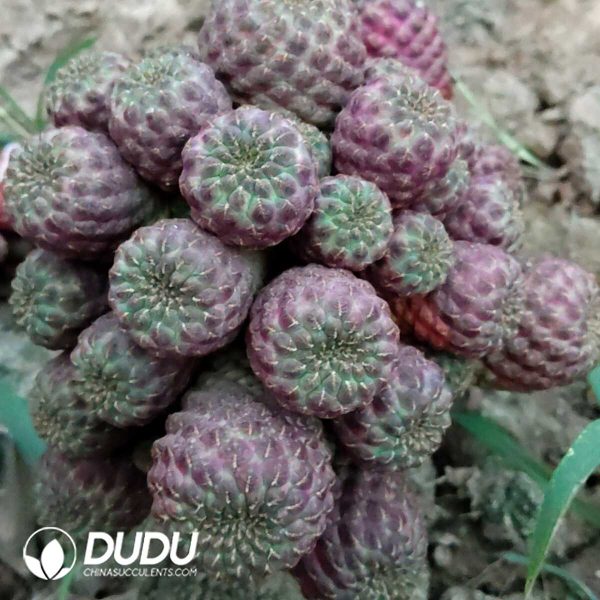 (Grafted) Sulcorebutia Rauschii Clustering - Image 1