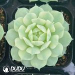 Echeveria Derenbergii Variegated