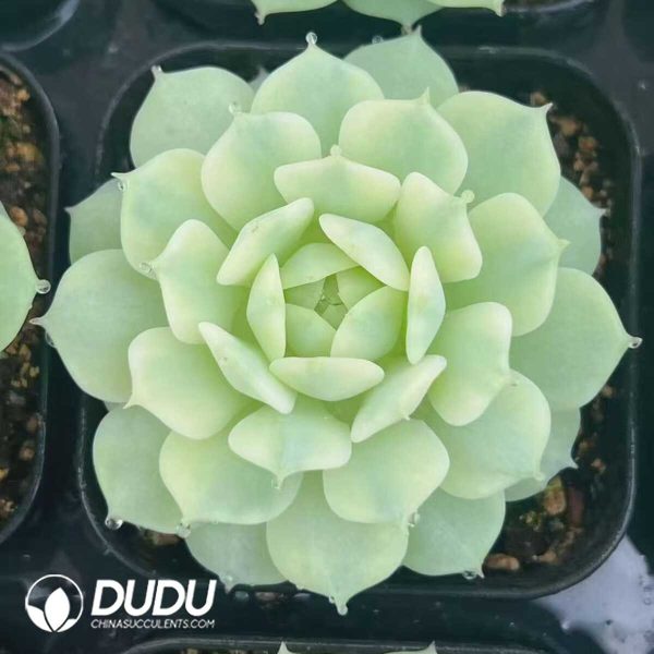 e201-390.jpg Echeveria Derenbergii Variegated - Image 1