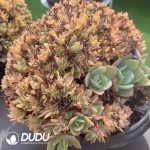 Echeveria Hakuhou Cristata Oversized