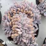 Graptoveria Snow Bunny Cristata