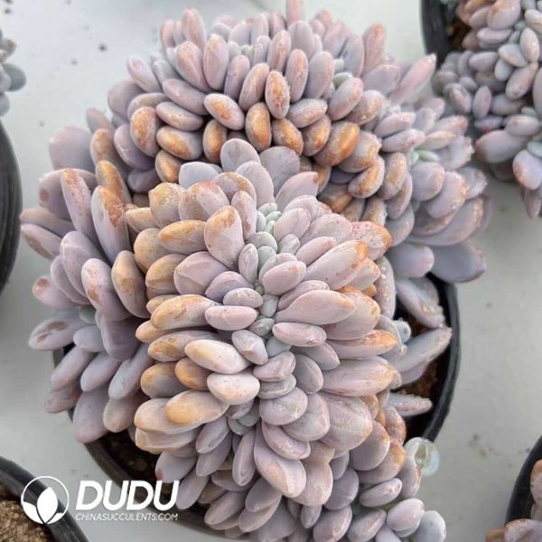 e201-394.jpg Graptoveria Snow Bunny Cristata - Image 1