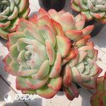 Echeveria Puff Double Head