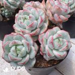 Sedeveria Pudgye Variegated Clustering