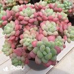 Pachyphytum Caviar Clustering