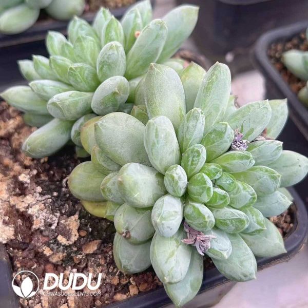 e201-398.jpg Pachyphytum Green Heart Beauty Double Head - Image 1