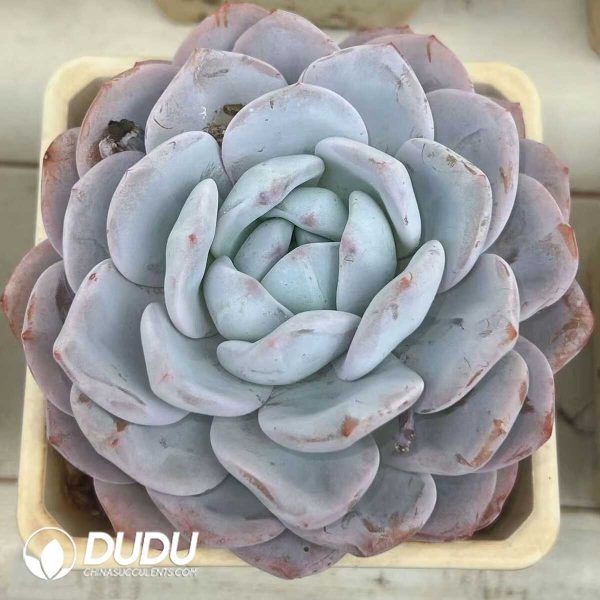 Echeveria Monroe x Lauii - Image 1