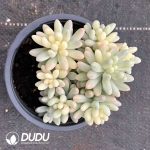 Sedum pachyphyllum variegated Clustering