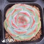 Echeveria Pink Peach K