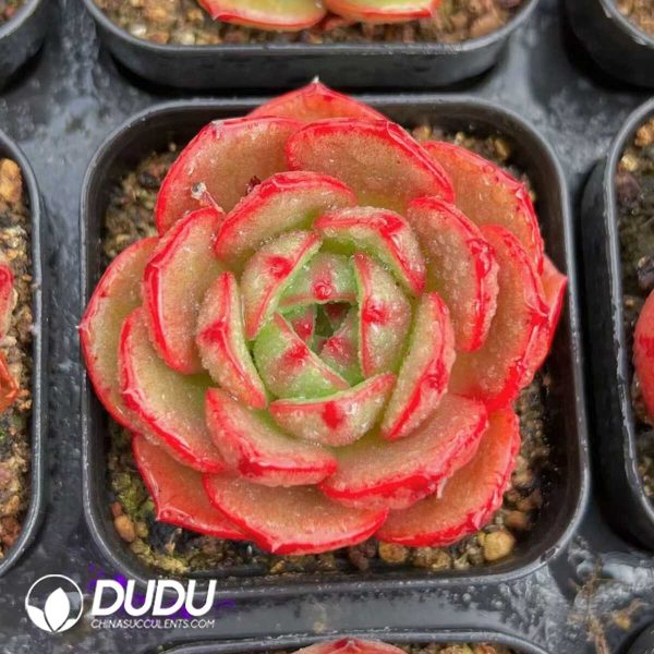 Echeveria Watermelon Bubble - Image 1