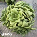 Echeveria Rose Maria Variegated Clustering