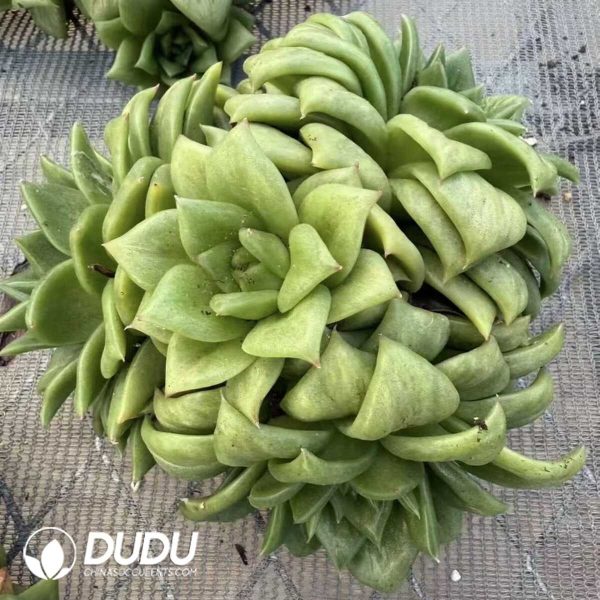 e201-402.jpg Echeveria Rose Maria Variegated Clustering - Image 1