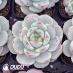 Sedeveria Pudgye Variegated