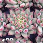 Pachyphytum Yan Zi
