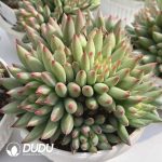 Pachyphytum Yan Zi Clustering